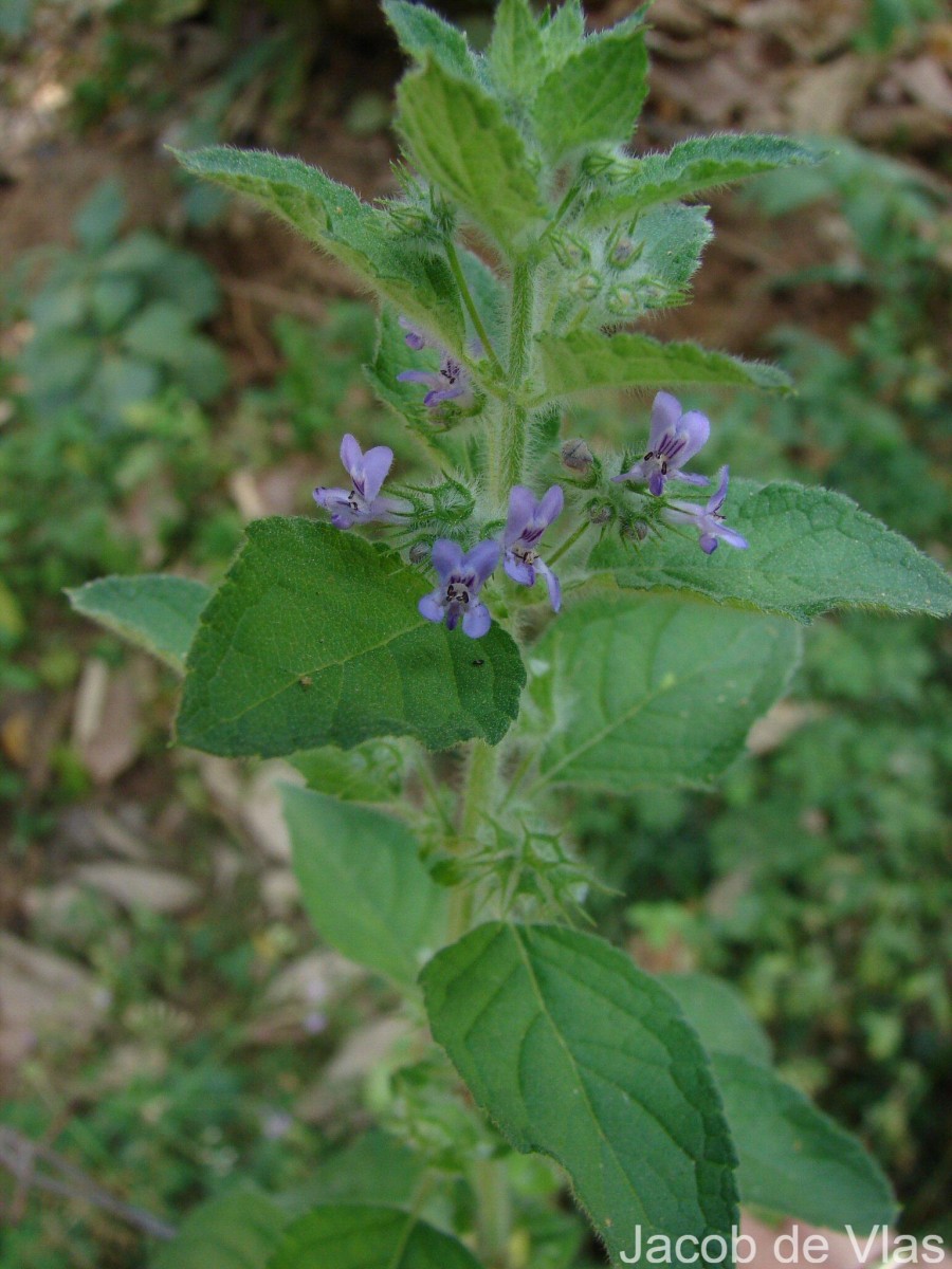 Mesosphaerum suaveolens (L.) Kuntze